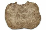 Hadrosaur (Edmontosaurus) Caudal Vertebra Centrum - Wyoming #349461-3